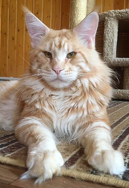 Larkistaff Nike - maine-coon