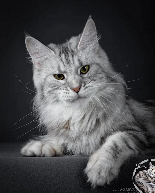 Jade Stefania Nordland - maine-coon