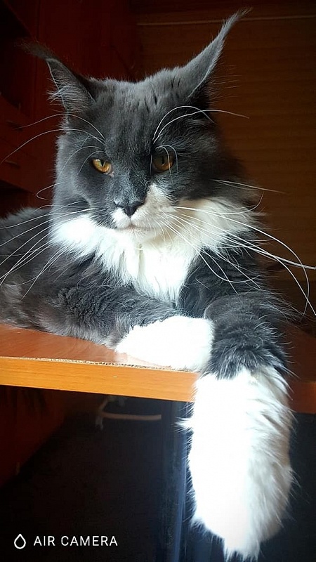 Veronika Style Apollon - maine-coon