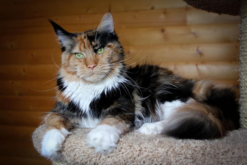 Pagma Altan Khatan - maine-coon