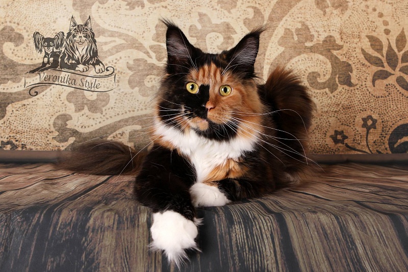 Bodiam Paulinka - maine-coon