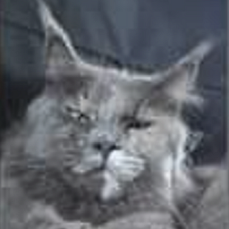 Luna Nannarella