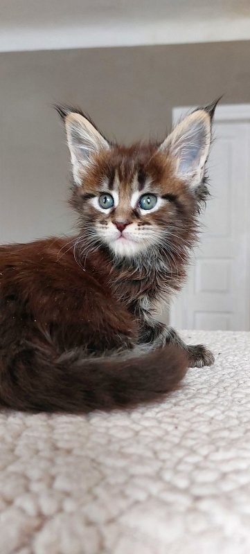 Bodiamlife Isabell - Кошеня мейн-кун 1 місяць 1,5 тиждень