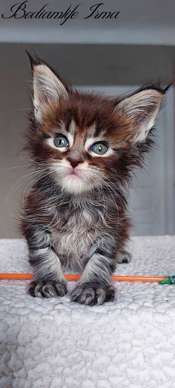 Bodiamlife Irma - Kitten maine-coon 1 month 1.5 week