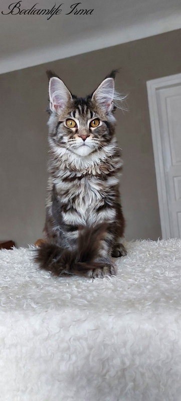 Bodiamlife Irma - Kitten maine-coon 5 months