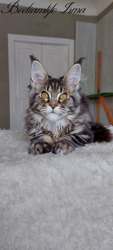 Bodiamlife Irma - Kitten maine-coon 5 months