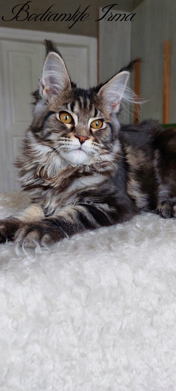Bodiamlife Irma - Kitten maine-coon 5 months