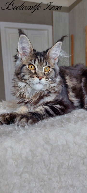Bodiamlife Irma - Kitten maine-coon 5 months