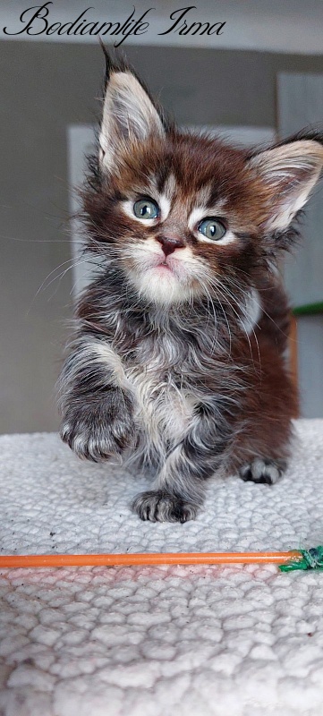 Bodiamlife Irma - Kitten maine-coon 1 month 1.5 week
