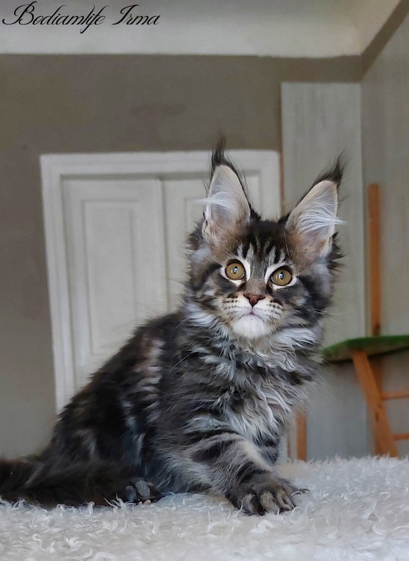 Bodiamlife Irma - Kitten maine-coon 3 months 2 weeks
