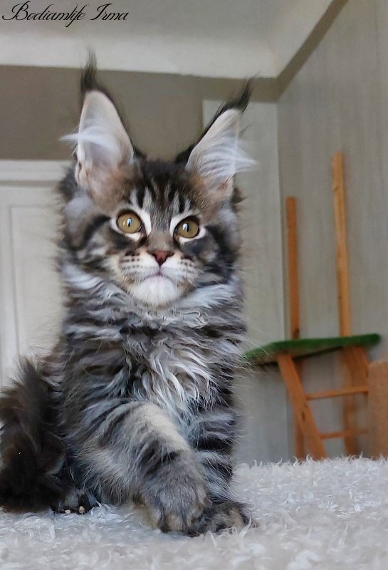 Bodiamlife Irma - Kitten maine-coon 3 months 2 weeks