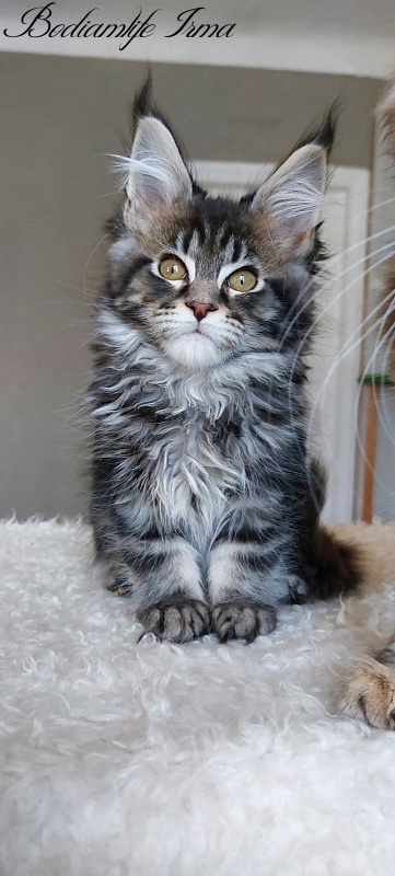 Bodiamlife Irma - Kitten maine-coon 3 months 2 weeks