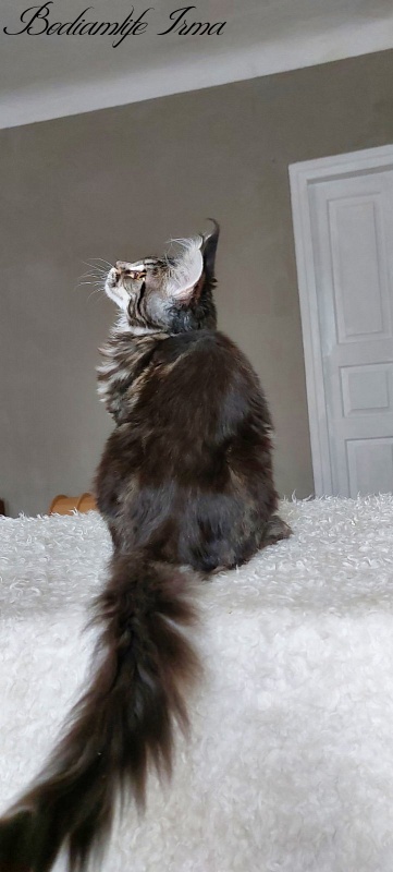 Bodiamlife Irma - Kitten maine-coon 5 months