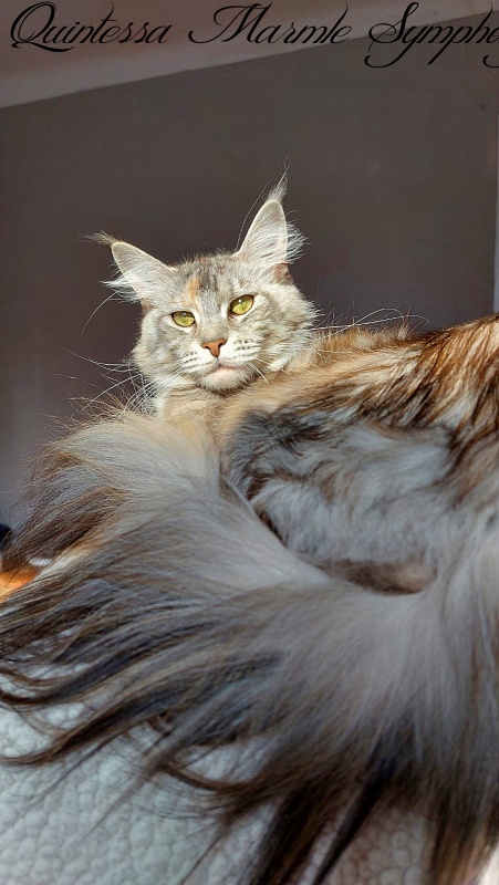 Quintessa Marmle Symphony - maine-coon