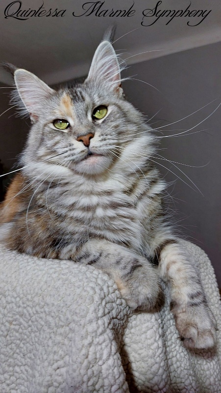 Quintessa Marmle Symphony - maine-coon