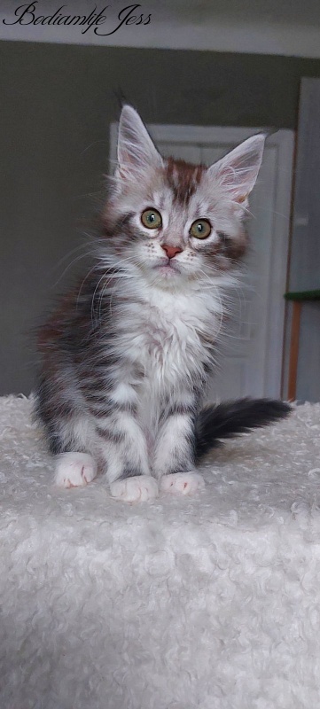 Bodiamlife Jess - Kitten maine-coon 2 months 1.5 week