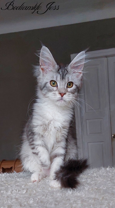 Bodiamlife Jess - Kitten maine-coon 4 months
