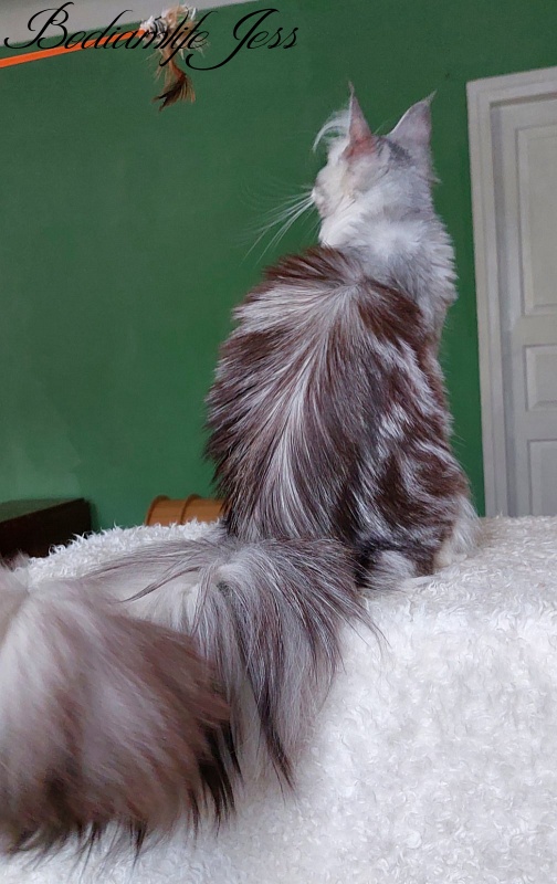 Bodiamlife Jess - Adult maine-coon 11 months 0.5 weeks