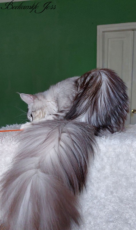 Bodiamlife Jess - Adult maine-coon 11 months 0.5 weeks