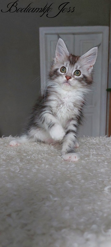 Bodiamlife Jess - Kitten maine-coon 2 months 1.5 week