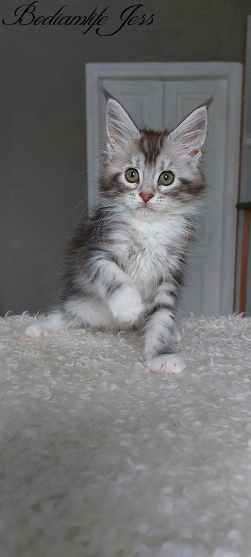 Bodiamlife Jess - Kitten maine-coon 2 months 1.5 week