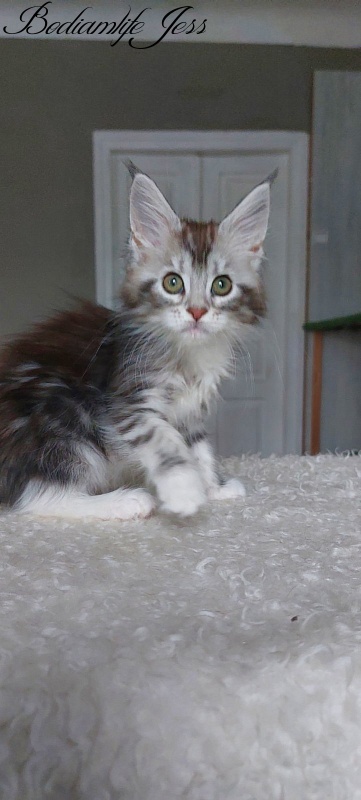 Bodiamlife Jess - Kitten maine-coon 2 months 1.5 week
