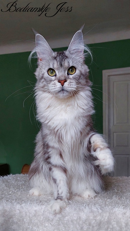 Bodiamlife Jess - Adult maine-coon 11 months 0.5 weeks