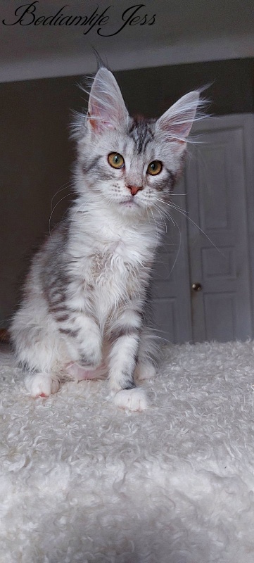 Bodiamlife Jess - Kitten maine-coon 4 months