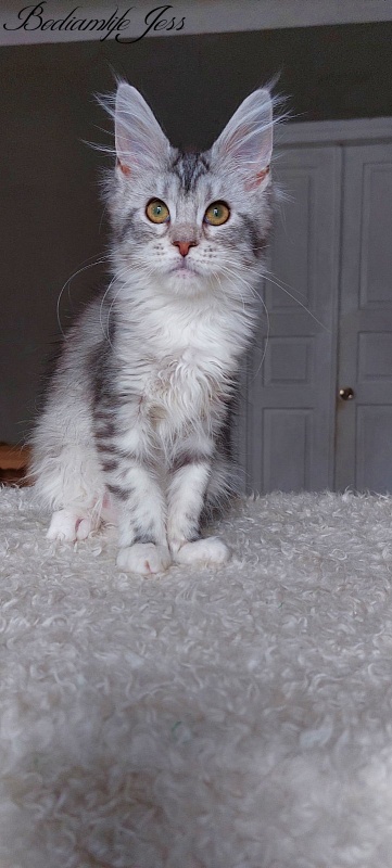 Bodiamlife Jess - Kitten maine-coon 4 months