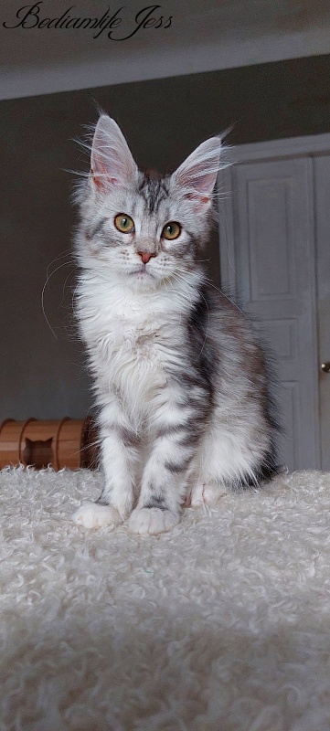 Bodiamlife Jess - Kitten maine-coon 4 months