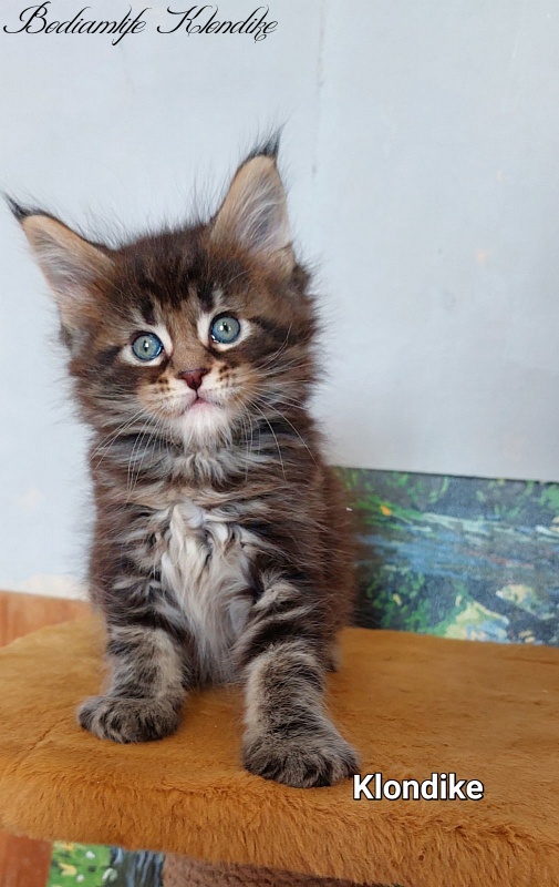 Bodiamlife Klondike - Kitten maine-coon 1 month 2 weeks