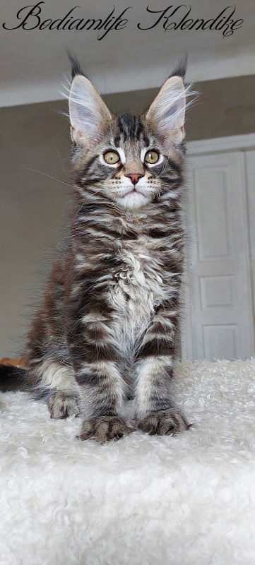 Bodiamlife Klondike - Kitten maine-coon 3 months