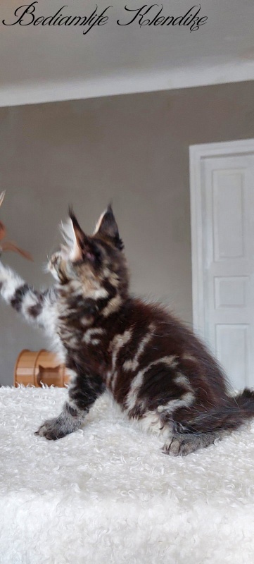 Bodiamlife Klondike - Kitten maine-coon 3 months