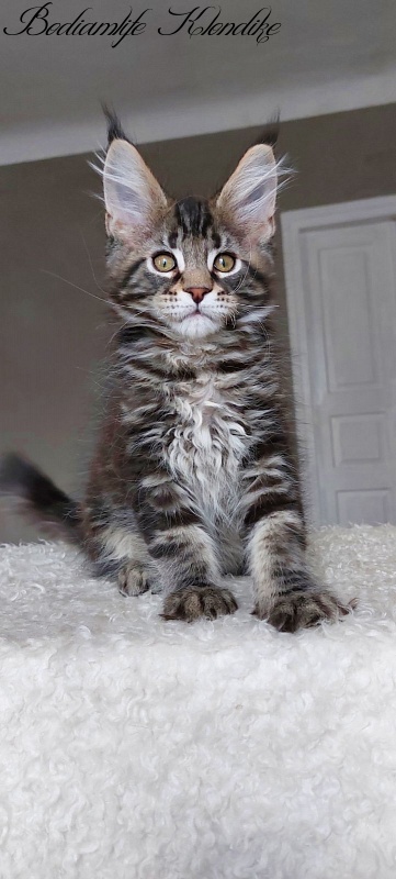 Bodiamlife Klondike - Kitten maine-coon 3 months