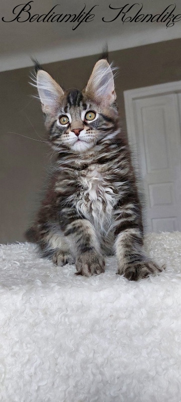 Bodiamlife Klondike - Kitten maine-coon 3 months