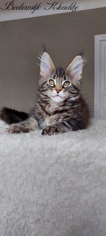 Bodiamlife Klondike - Kitten maine-coon 3 months