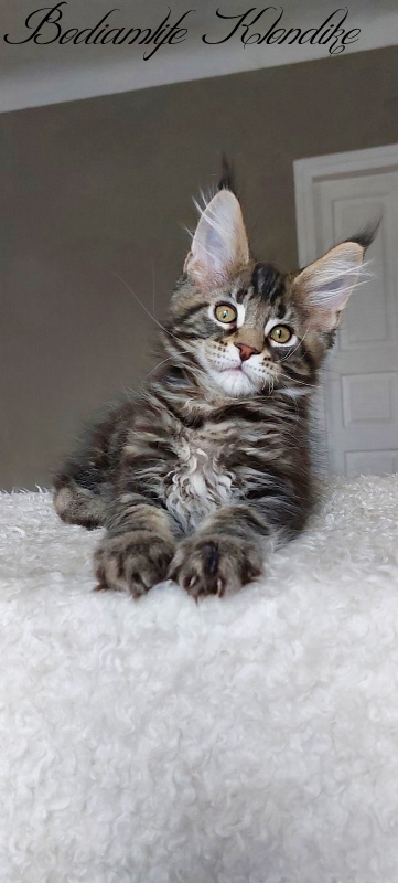 Bodiamlife Klondike - Kitten maine-coon 3 months