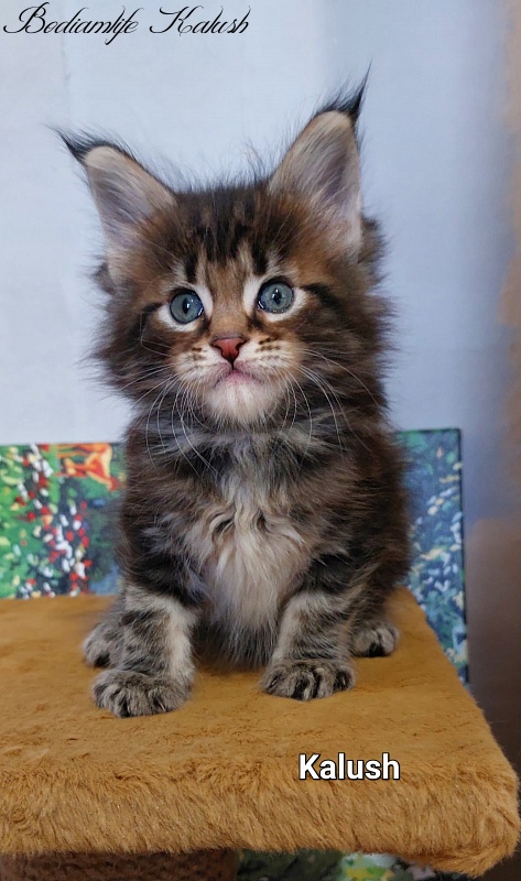 Bodiamlife Kalush - Kitten maine-coon 1 month 2 weeks