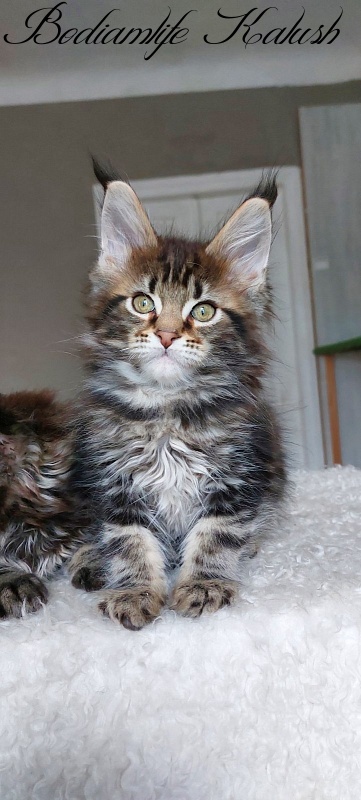 Bodiamlife Kalush - Kitten maine-coon 3 months
