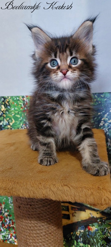 Bodiamlife Kalush - Kitten maine-coon 1 month 2 weeks