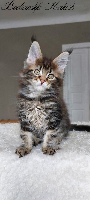 Bodiamlife Kalush - Kitten maine-coon 3 months