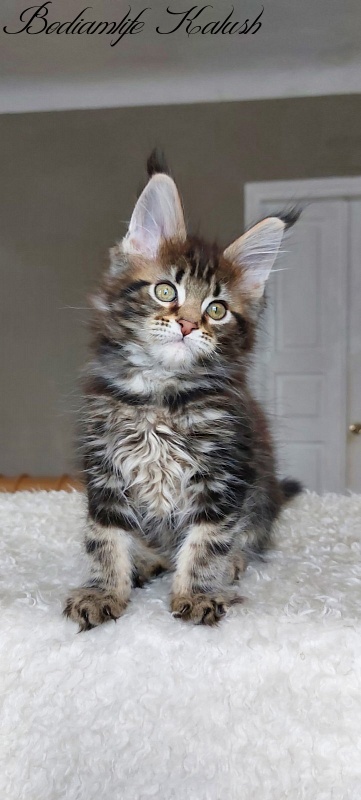 Bodiamlife Kalush - Kitten maine-coon 3 months
