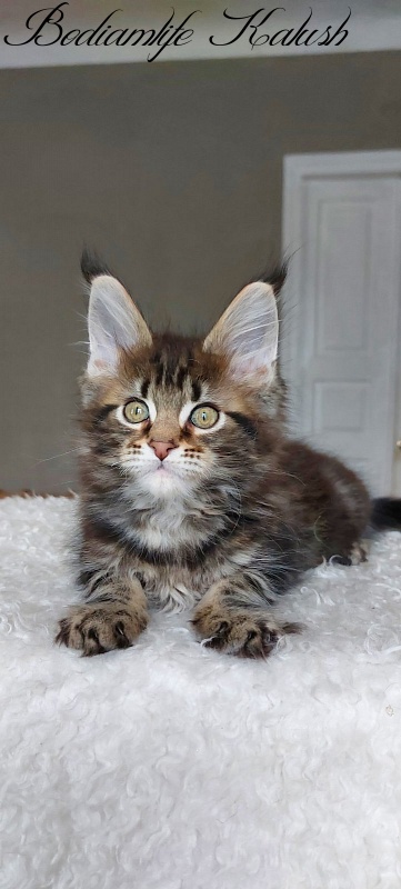 Bodiamlife Kalush - Kitten maine-coon 3 months