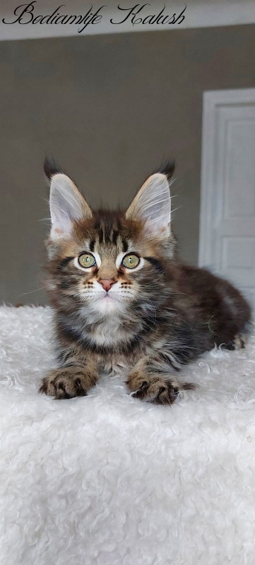 Bodiamlife Kalush - Kitten maine-coon 3 months