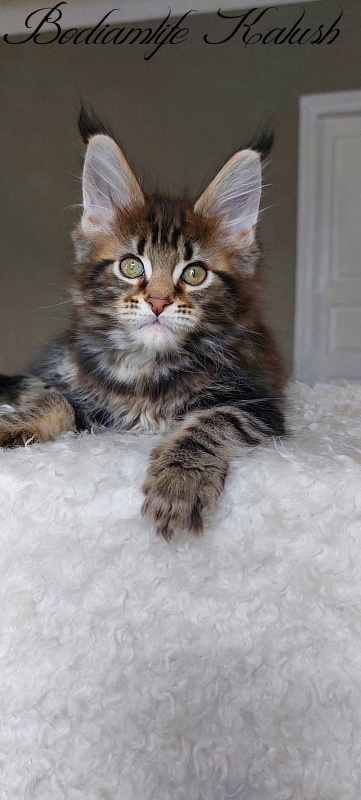 Bodiamlife Kalush - Kitten maine-coon 3 months