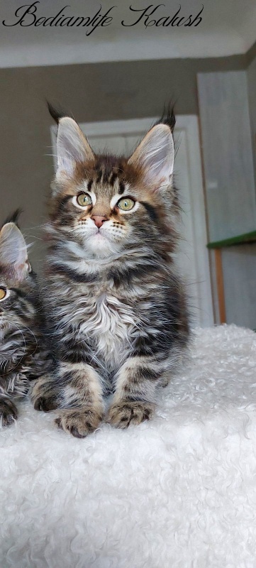 Bodiamlife Kalush - Kitten maine-coon 3 months