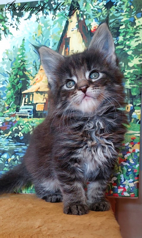 Bodiamlife Kessy - Kitten maine-coon 1 month 2 weeks