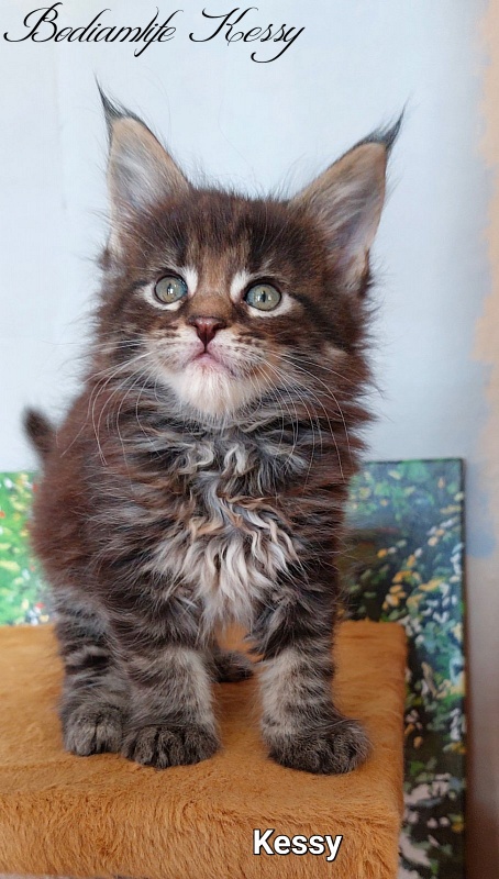 Bodiamlife Kessy - Kitten maine-coon 1 month 2 weeks