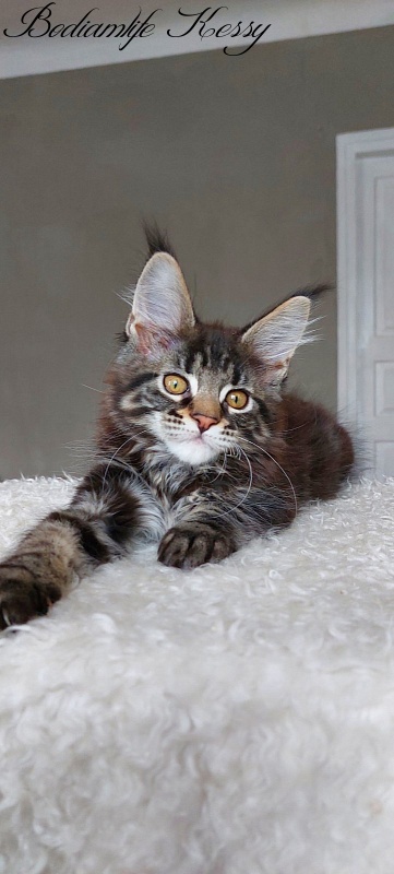 Bodiamlife Kessy - Kitten maine-coon 3 months