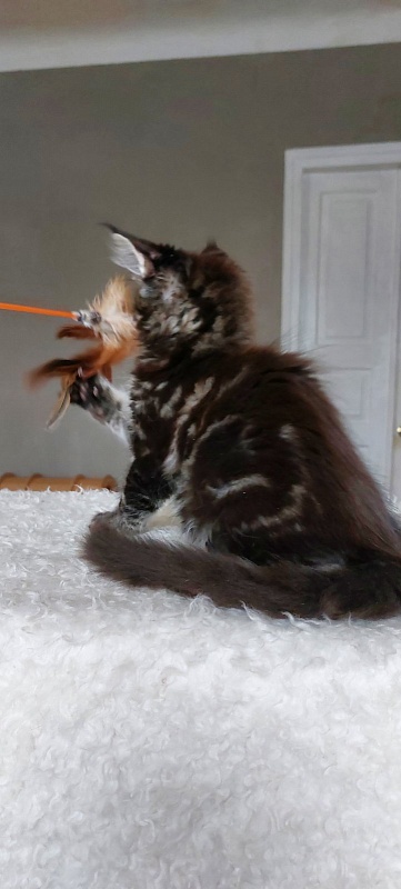 Bodiamlife Kessy - Kitten maine-coon 3 months